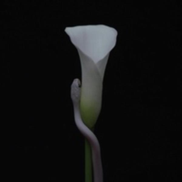 Parrhesia by Animals As Leaders